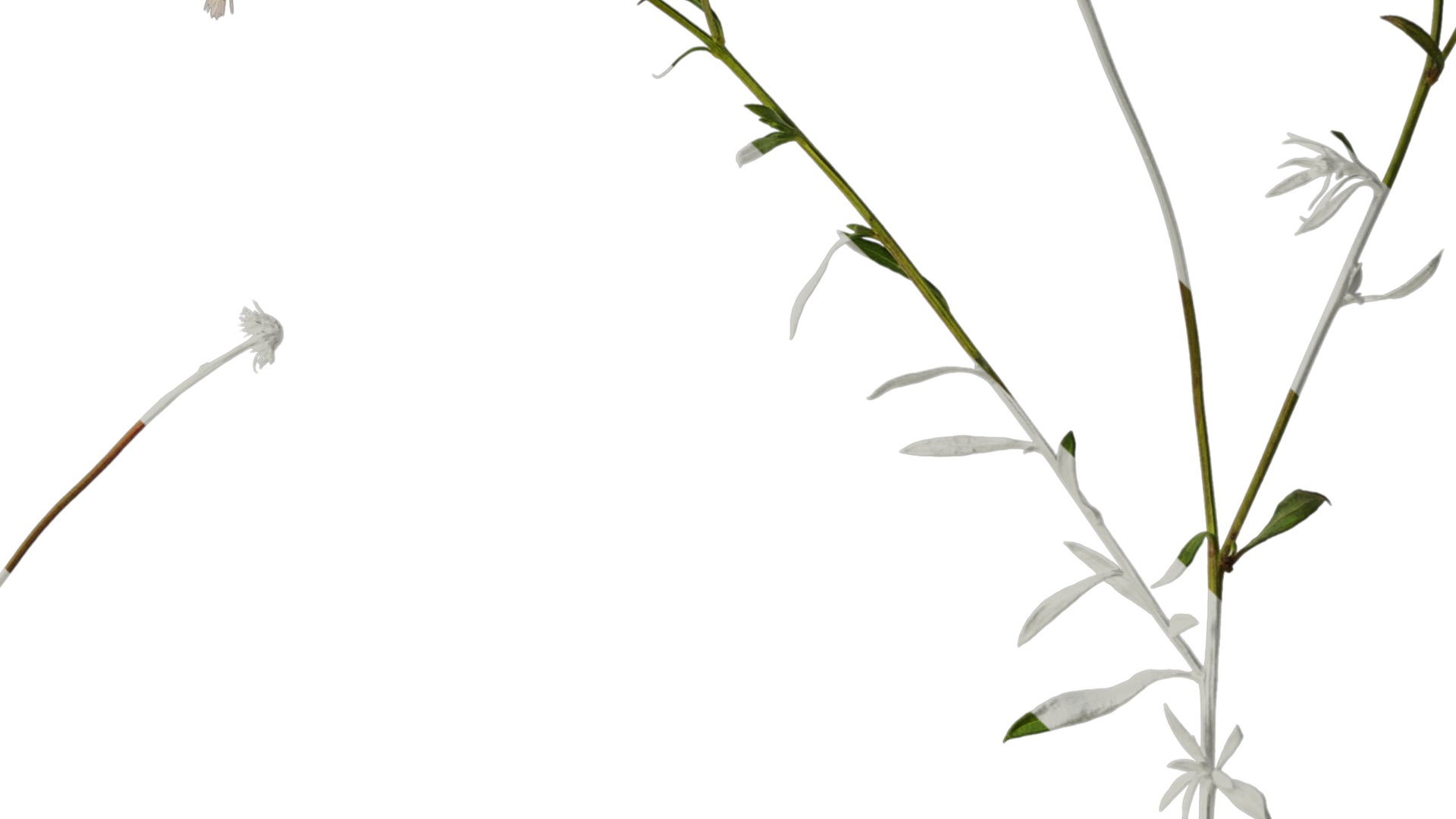 Anydrafts Erigeron acris Atlas 02 Texture_4