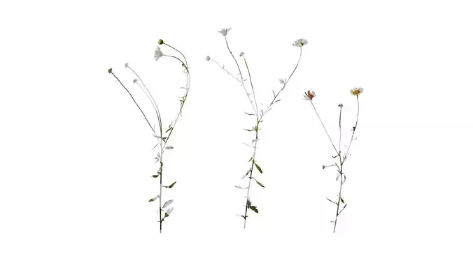 Anydrafts Erigeron acris Atlas 03