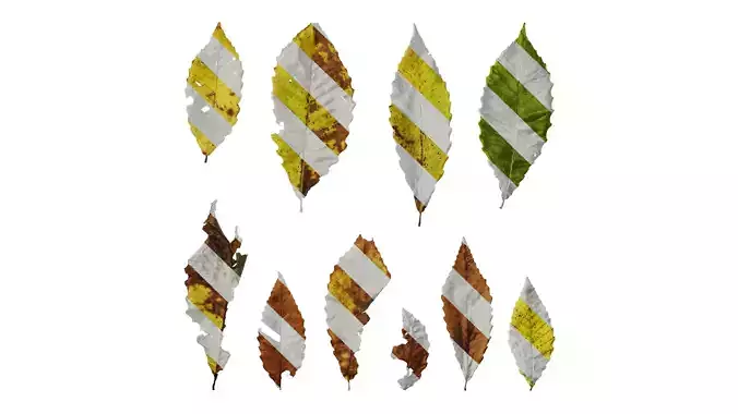 Anydrafts Quercus aliena acutiserrata Leaf 03