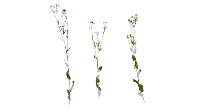 Anydrafts Erigeron acris Atlas 04