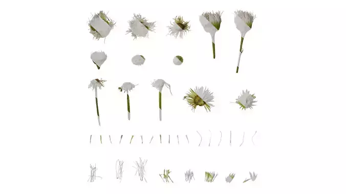 Anydrafts Erigeron acris Flower 02