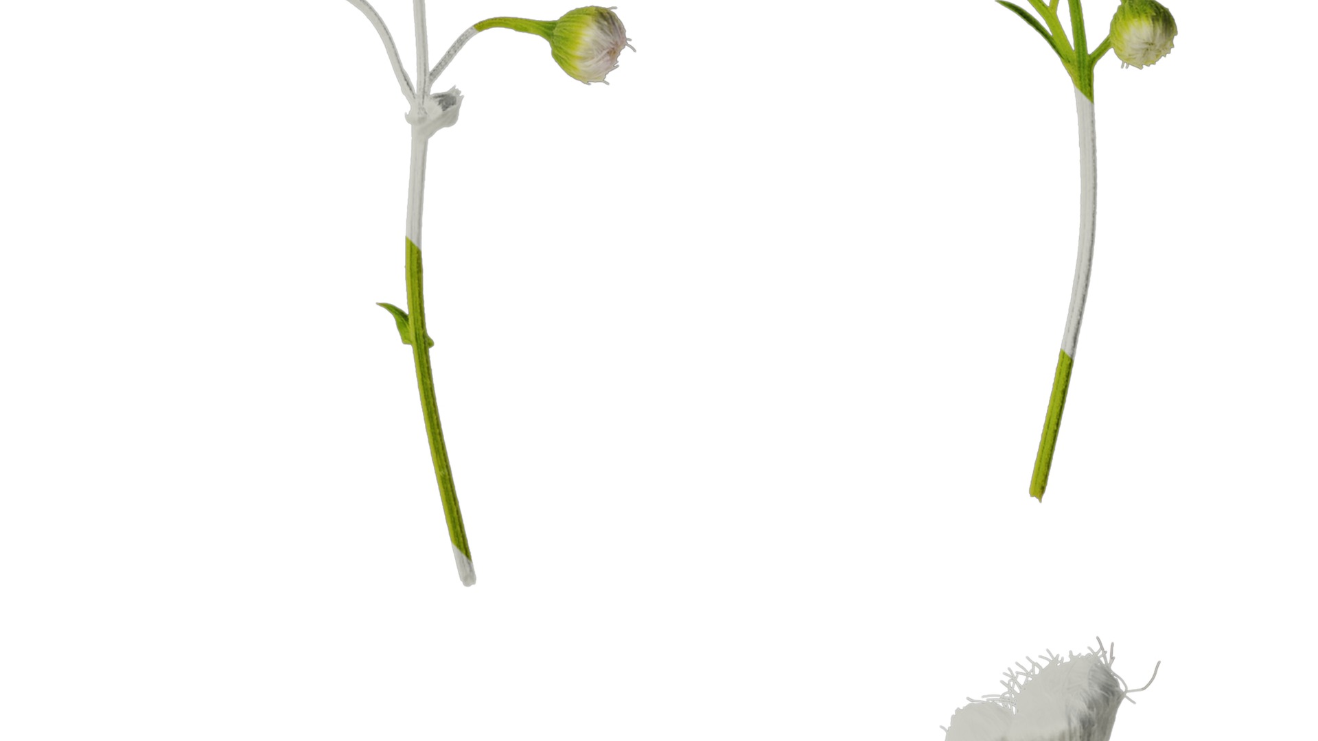 Anydrafts Erigeron acris Flower 03 Texture_2