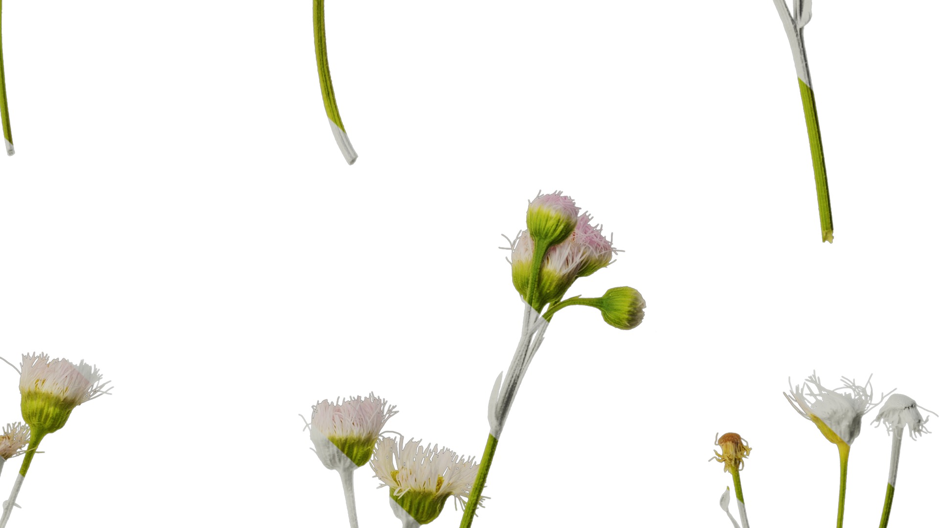 Anydrafts Erigeron acris Flower 03 Texture_6