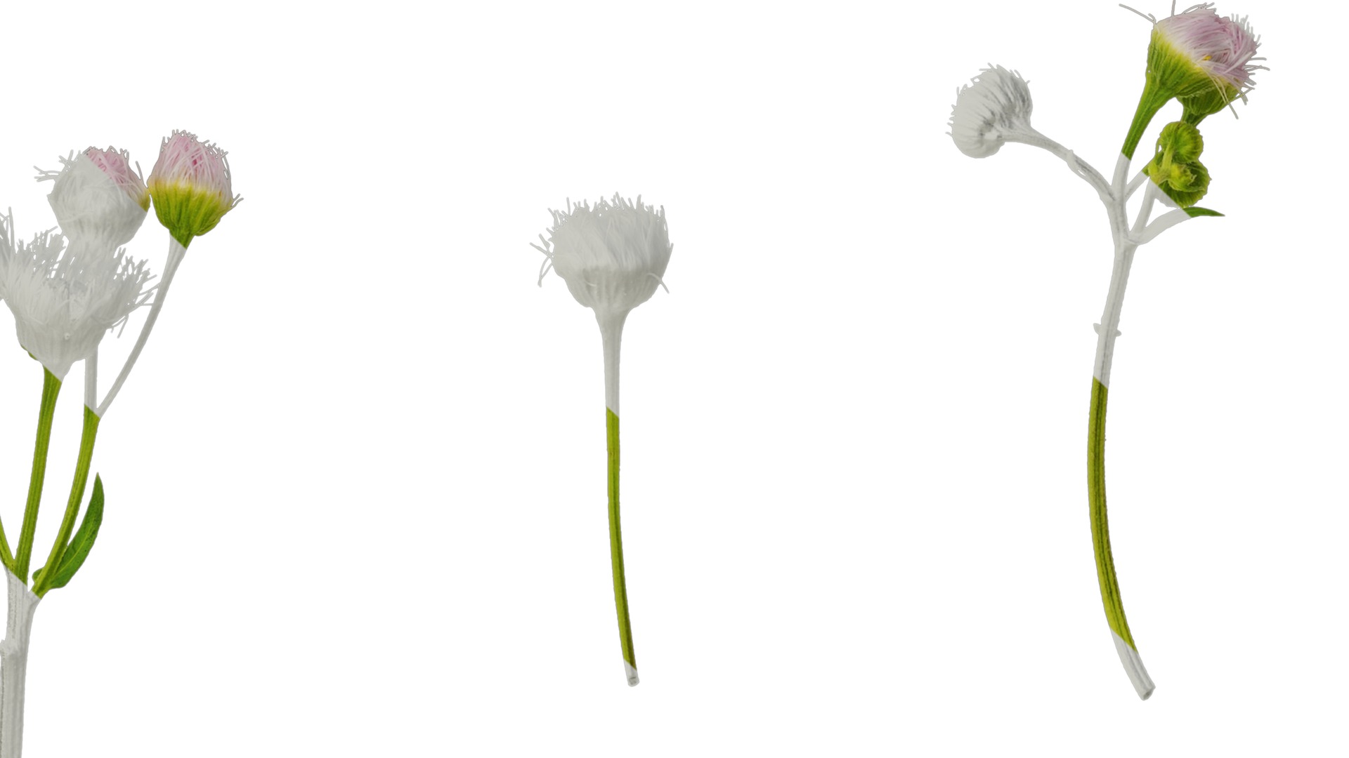 Anydrafts Erigeron acris Flower 03 Texture_7