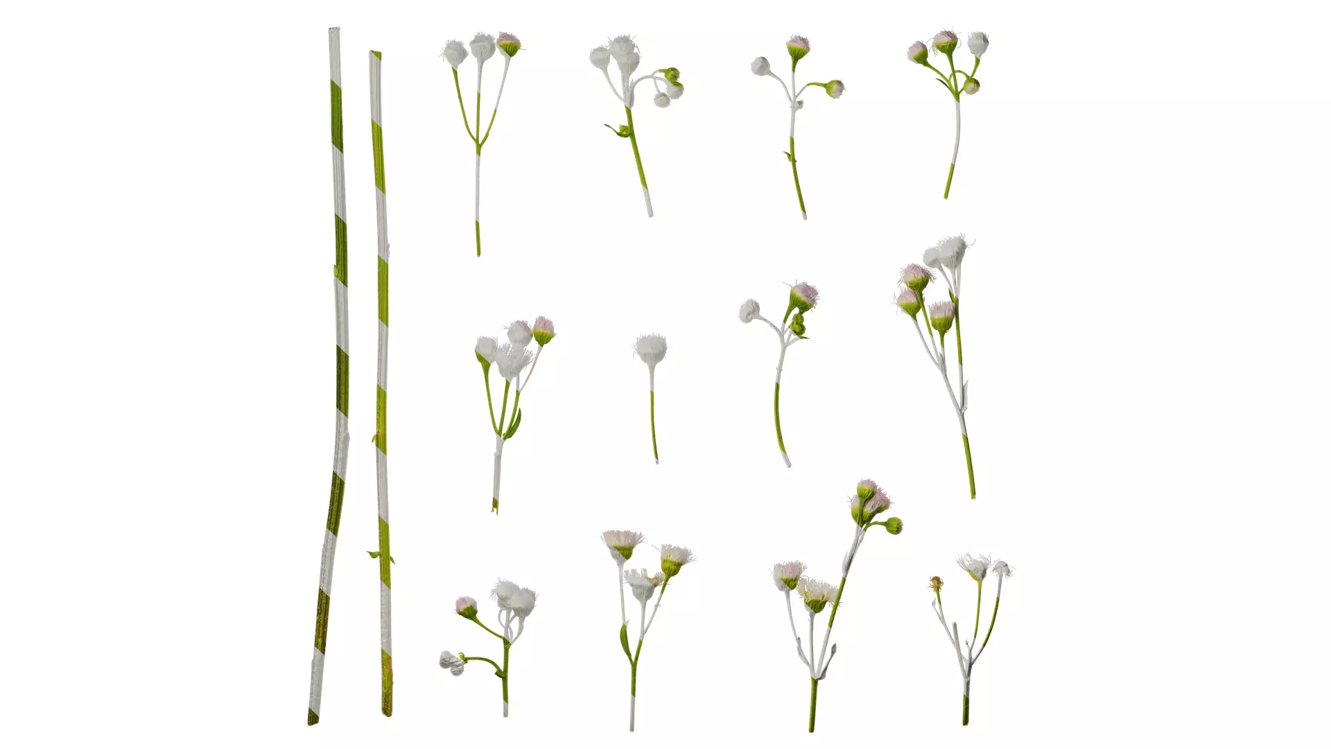 Anydrafts Erigeron acris Flower 03 Texture_0