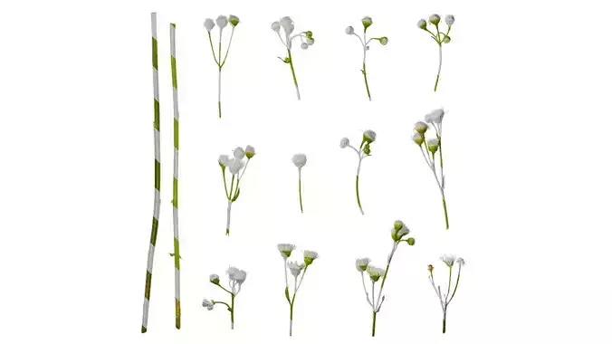 Anydrafts Erigeron acris Flower 03