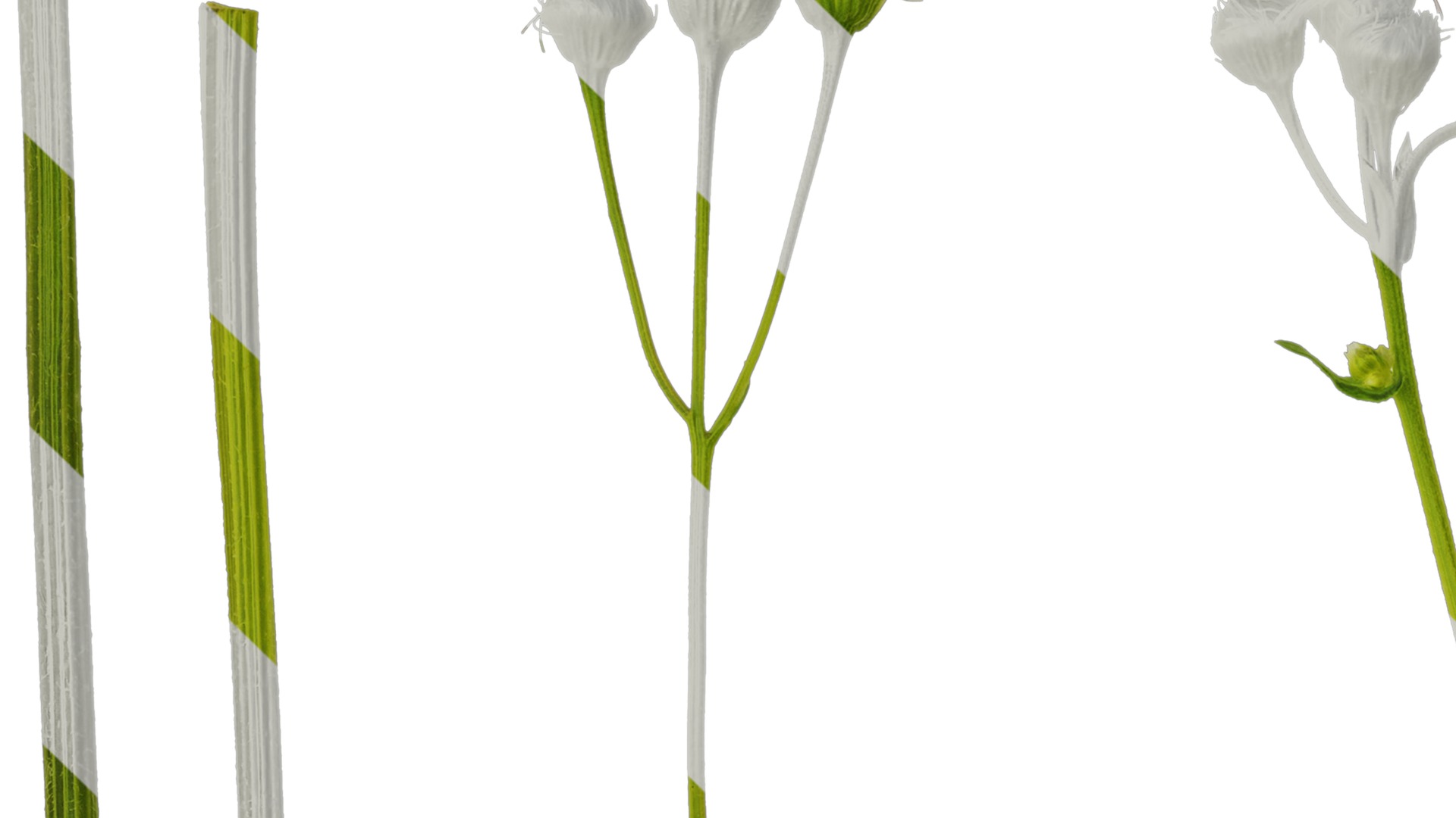 Anydrafts Erigeron acris Flower 03 Texture_1