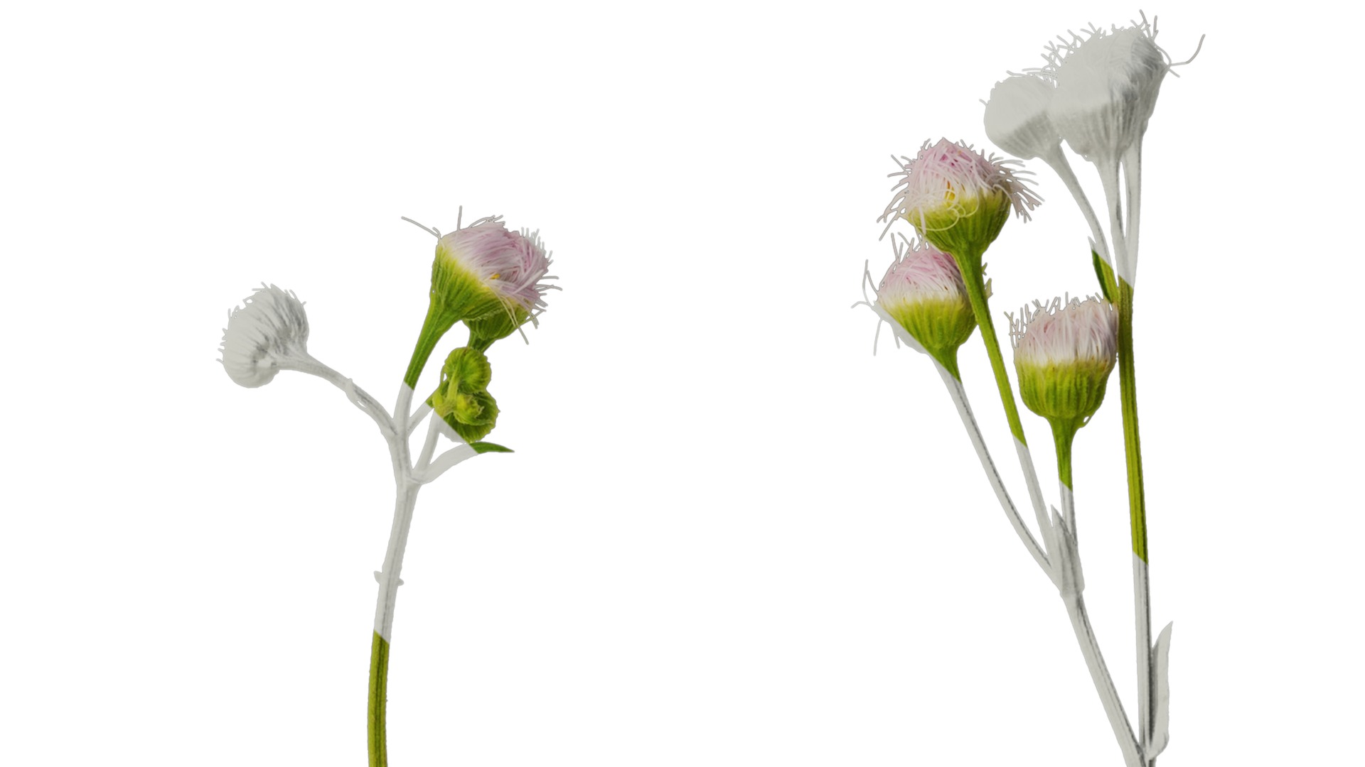 Anydrafts Erigeron acris Flower 03 Texture_4