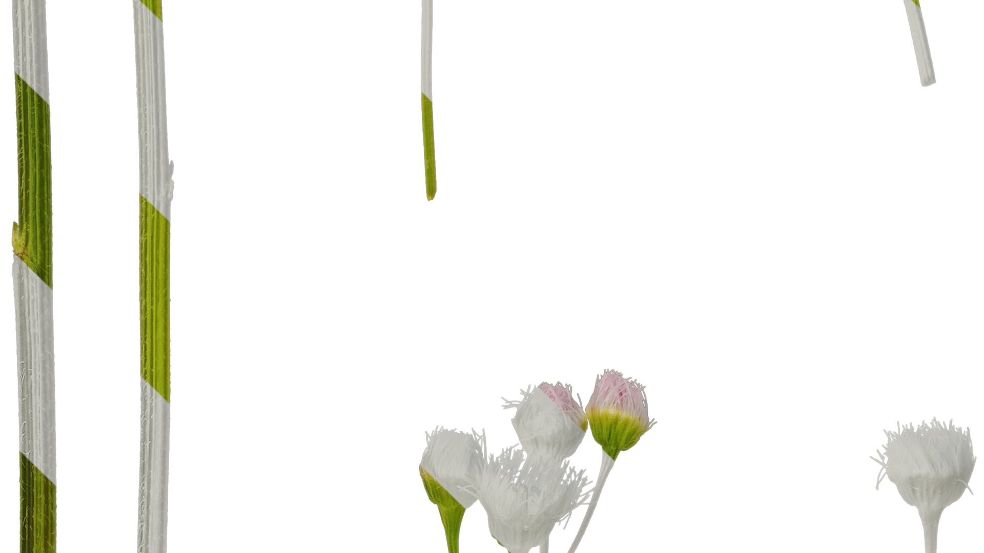 Anydrafts Erigeron acris Flower 03 Texture_3