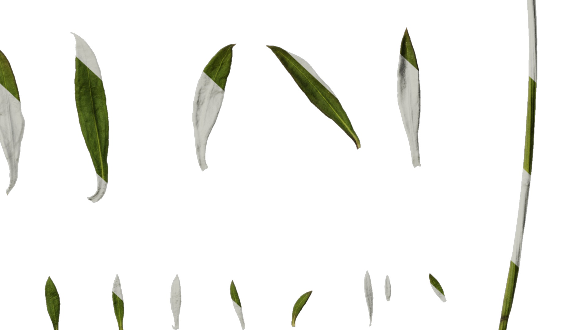 Anydrafts Erigeron acris Leaf 01 Texture_6