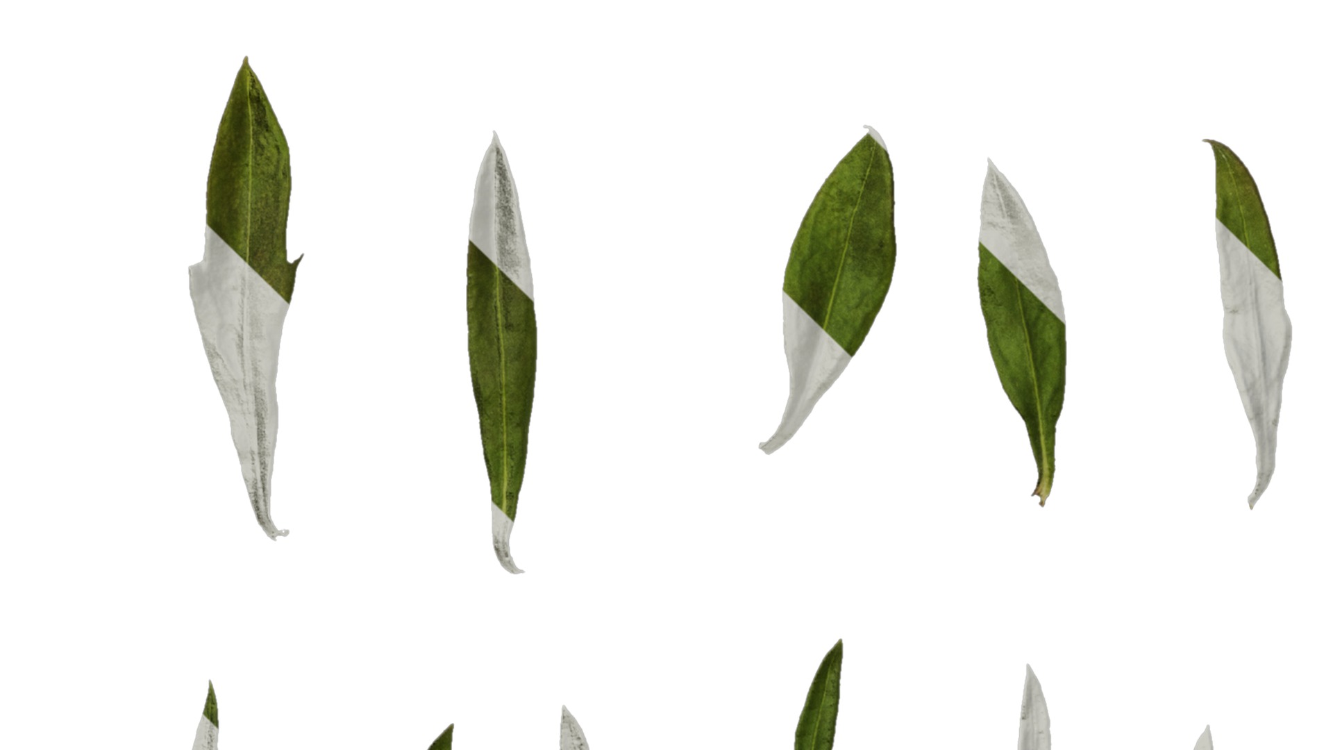 Anydrafts Erigeron acris Leaf 01 Texture_5