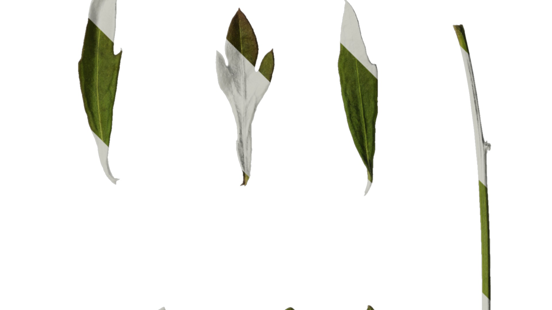 Anydrafts Erigeron acris Leaf 01 Texture_2