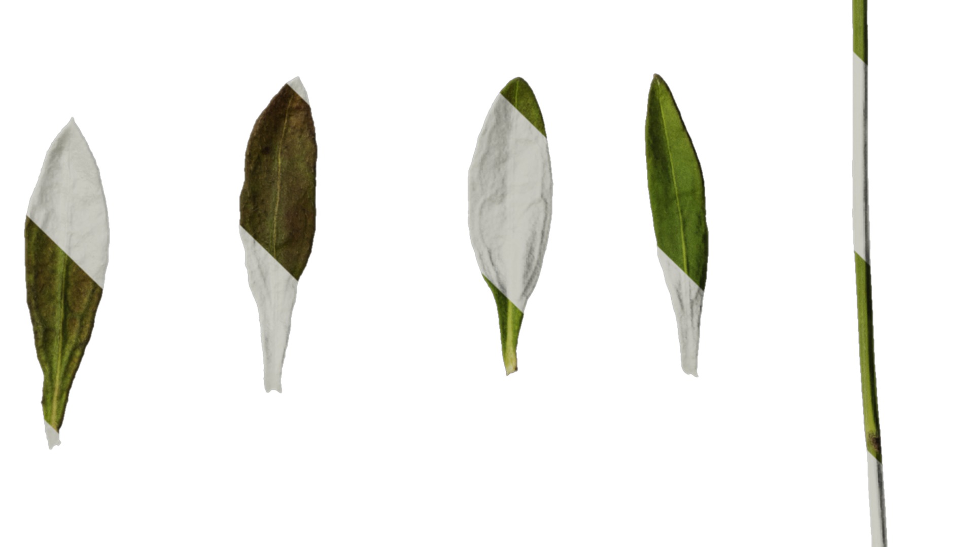 Anydrafts Erigeron acris Leaf 01 Texture_4