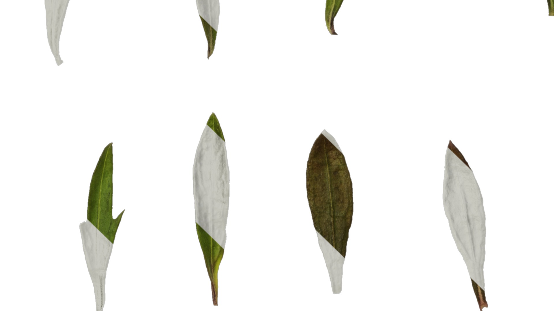 Anydrafts Erigeron acris Leaf 01 Texture_3