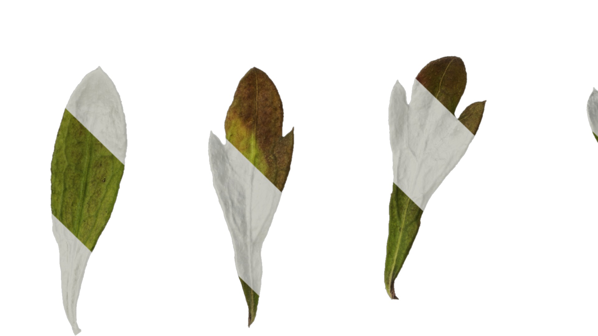 Anydrafts Erigeron acris Leaf 01 Texture_1