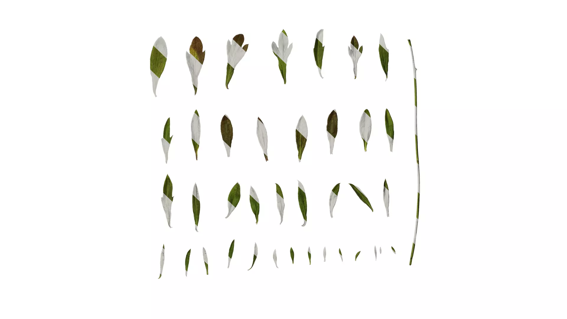 Anydrafts Erigeron acris Leaf 01 Texture_0