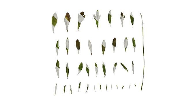 Anydrafts Erigeron acris Leaf 01 Texture