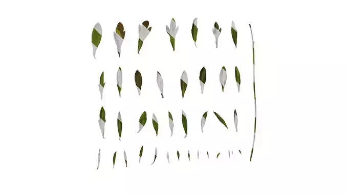 Anydrafts Erigeron acris Leaf 01