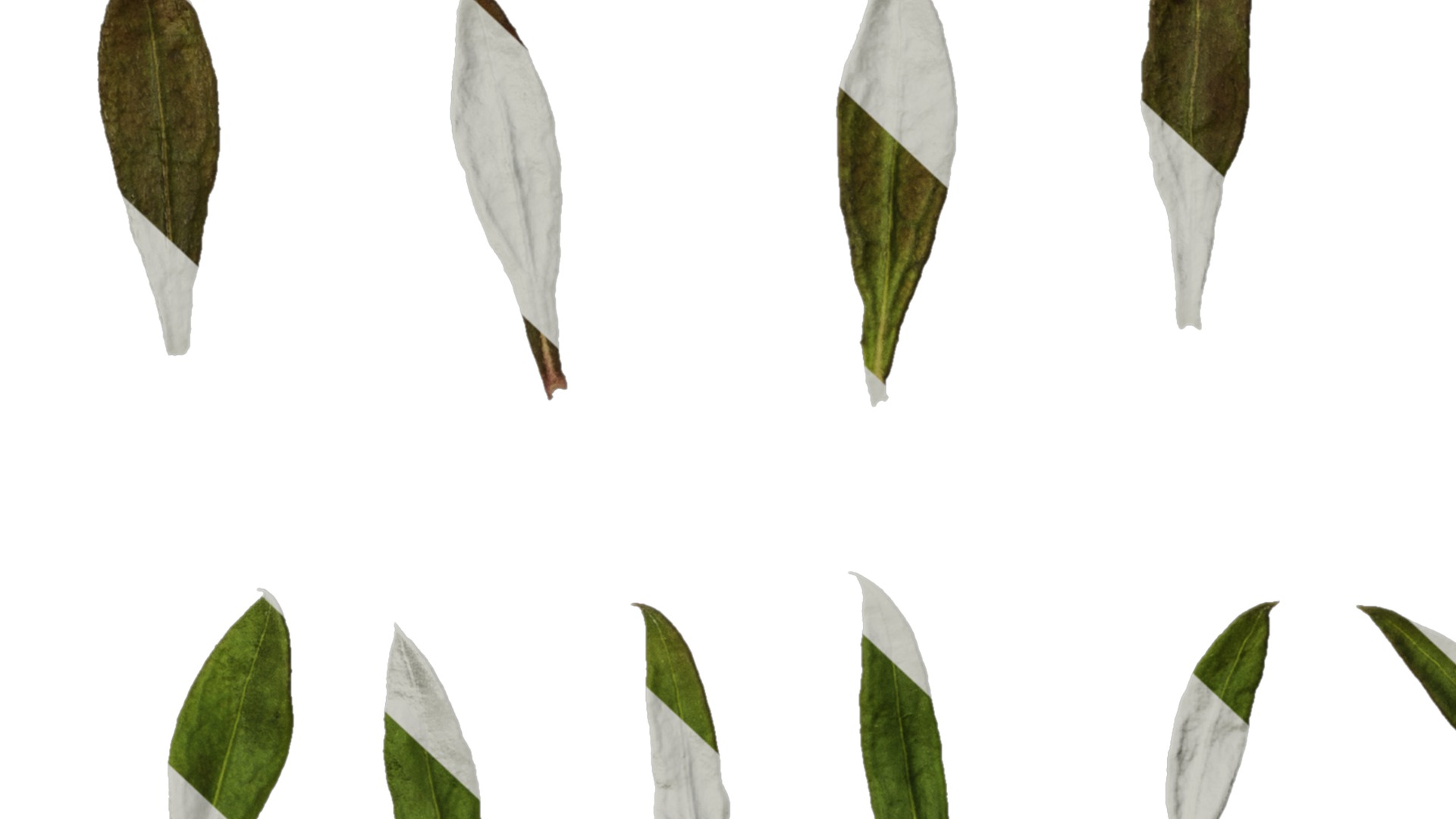 Anydrafts Erigeron acris Leaf 01 Texture_7