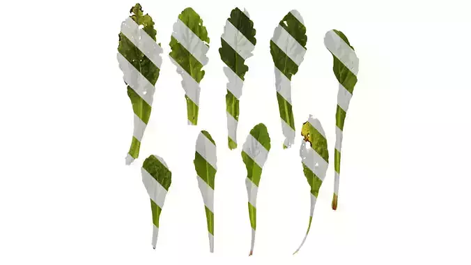 Anydrafts Erigeron acris Leaf 02