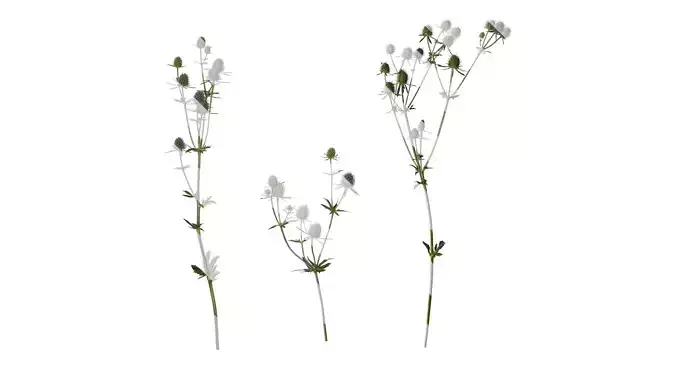 Anydrafts Eryngium foetidum Atlas 04