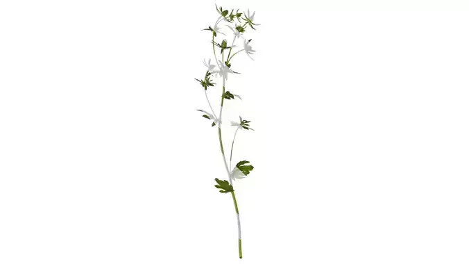 Anydrafts Eryngium foetidum Atlas 05 Texture