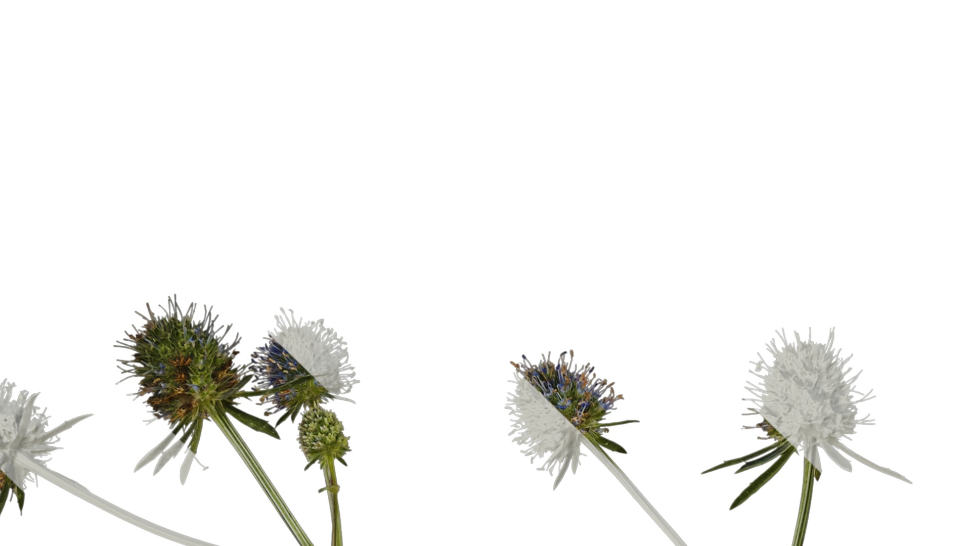 Anydrafts Eryngium foetidum Atlas 06 Texture_1