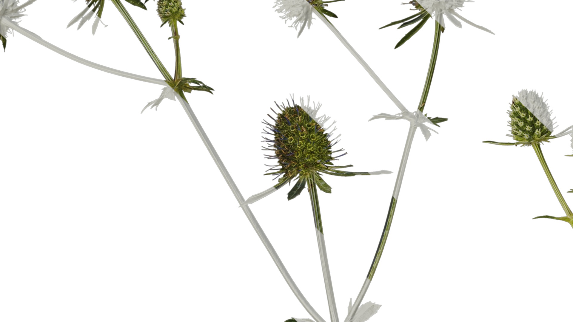 Anydrafts Eryngium foetidum Atlas 06 Texture_3