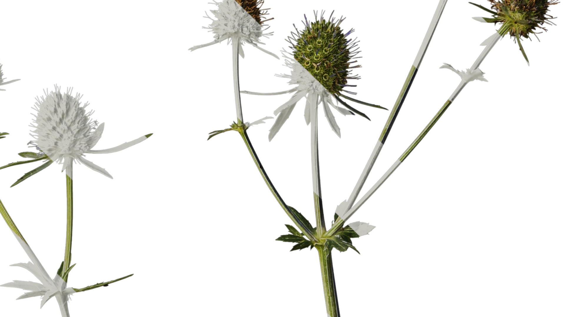 Anydrafts Eryngium foetidum Atlas 06 Texture_4