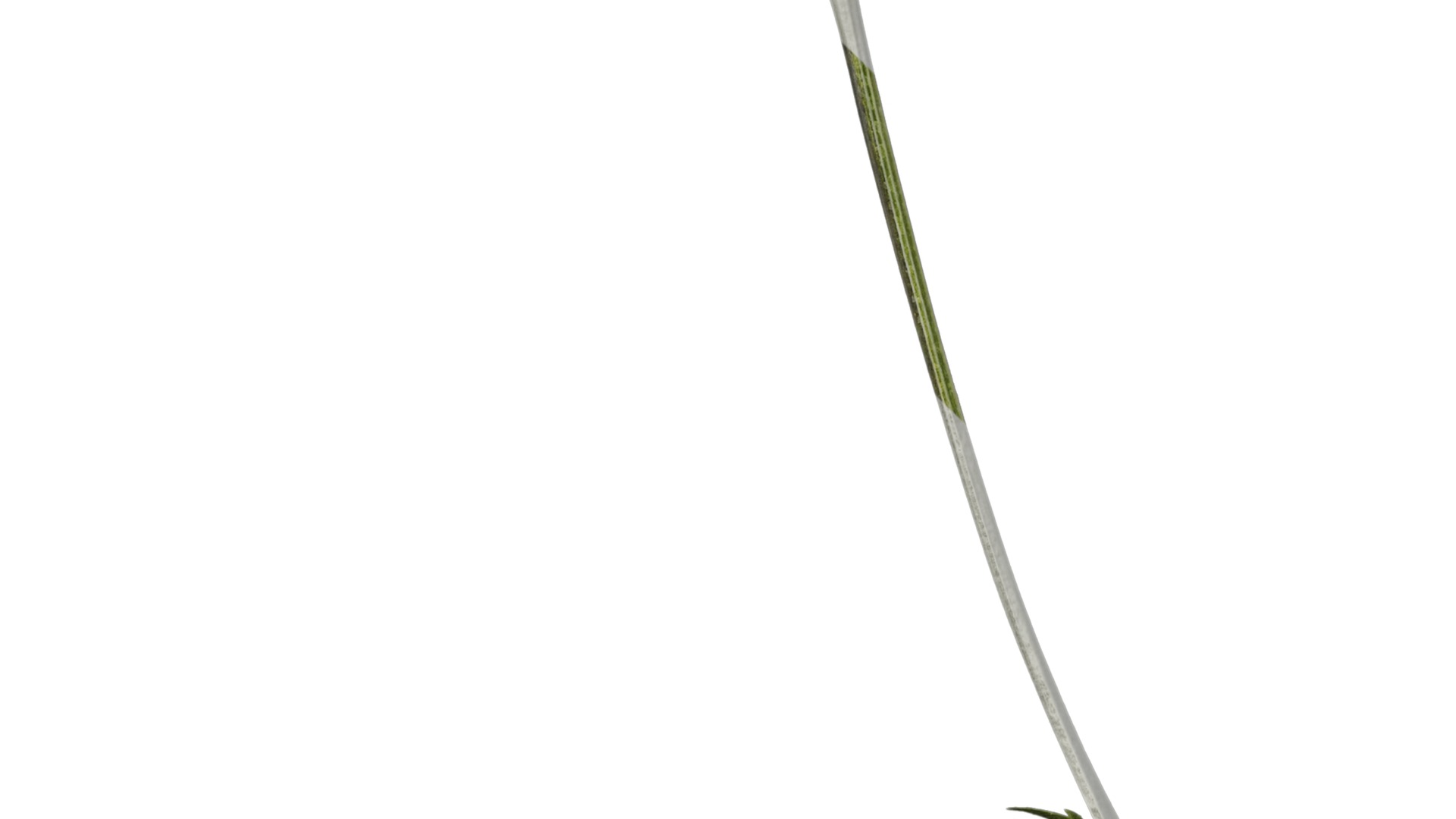 Anydrafts Eryngium foetidum Atlas 06 Texture_5