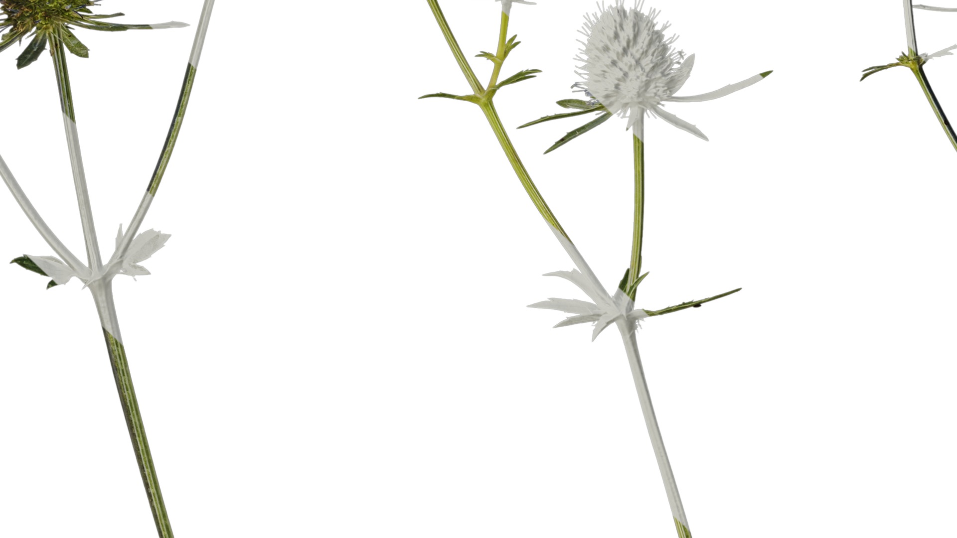 Anydrafts Eryngium foetidum Atlas 06 Texture_7