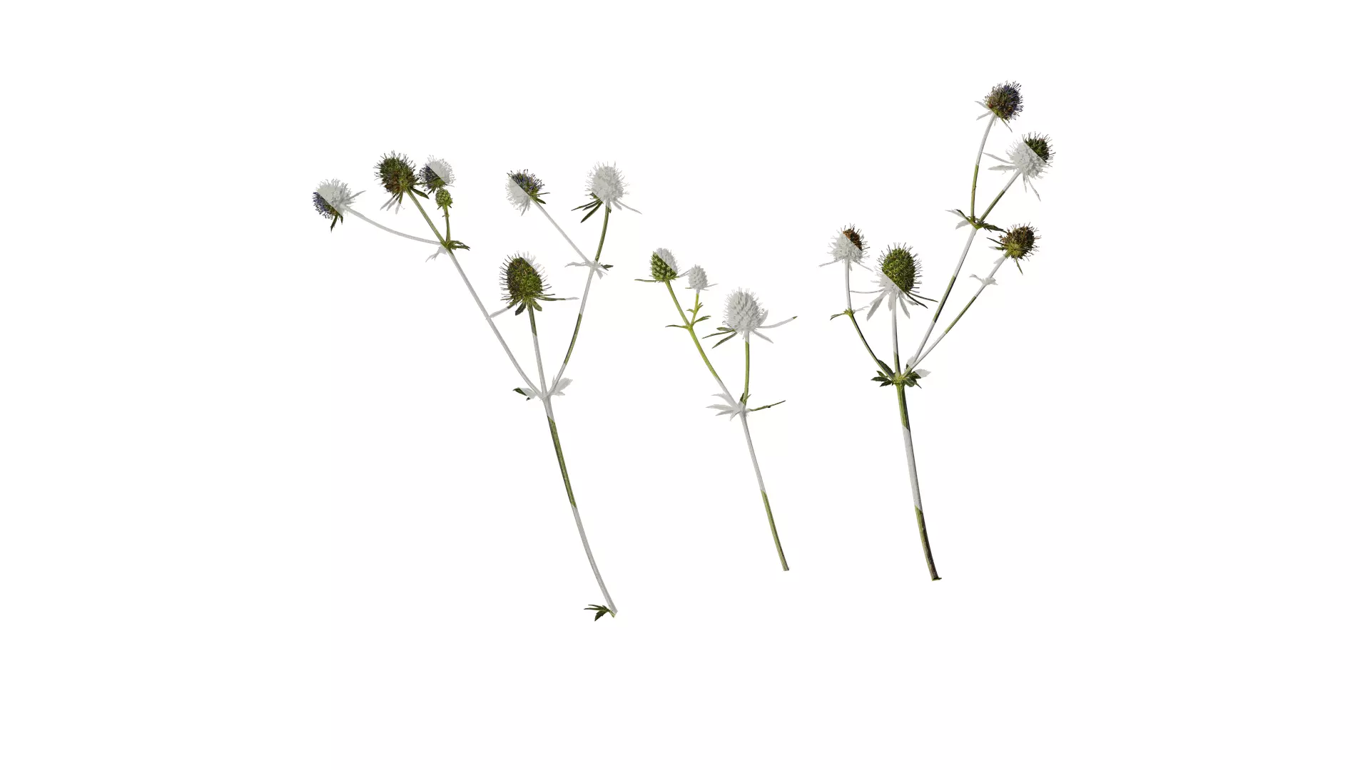 Anydrafts Eryngium foetidum Atlas 06 Texture_0