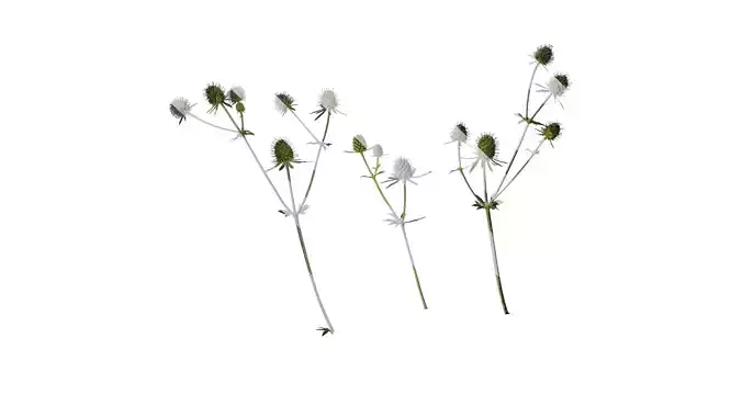 Anydrafts Eryngium foetidum Atlas 06