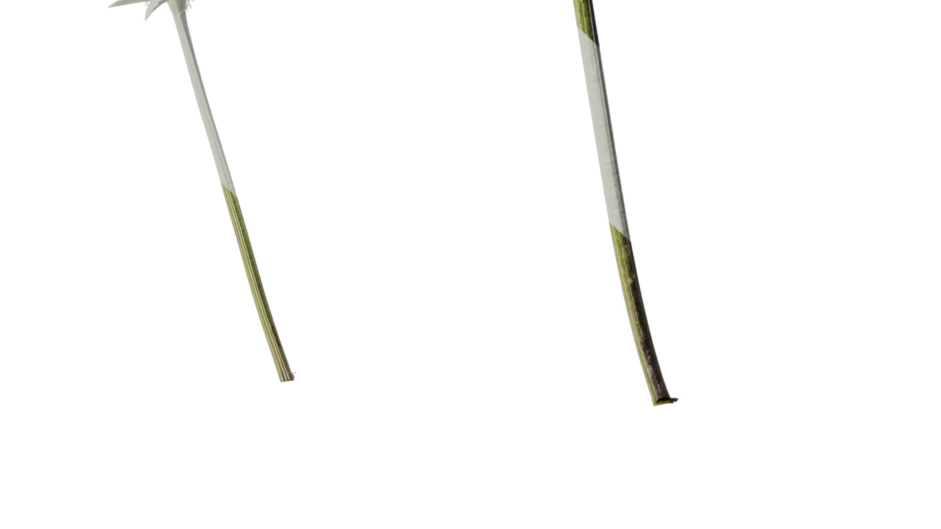 Anydrafts Eryngium foetidum Atlas 06 Texture_6