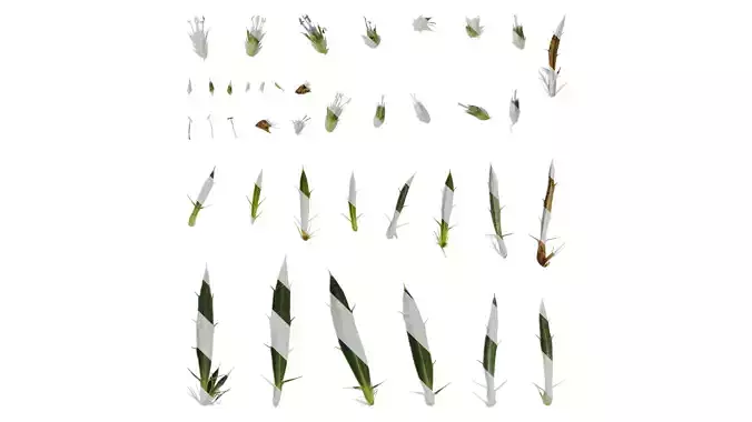 Anydrafts Eryngium foetidum Atlas 07