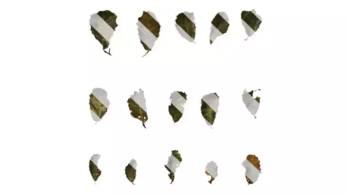 Anydrafts Quercus guyavaefolia Leaf 01