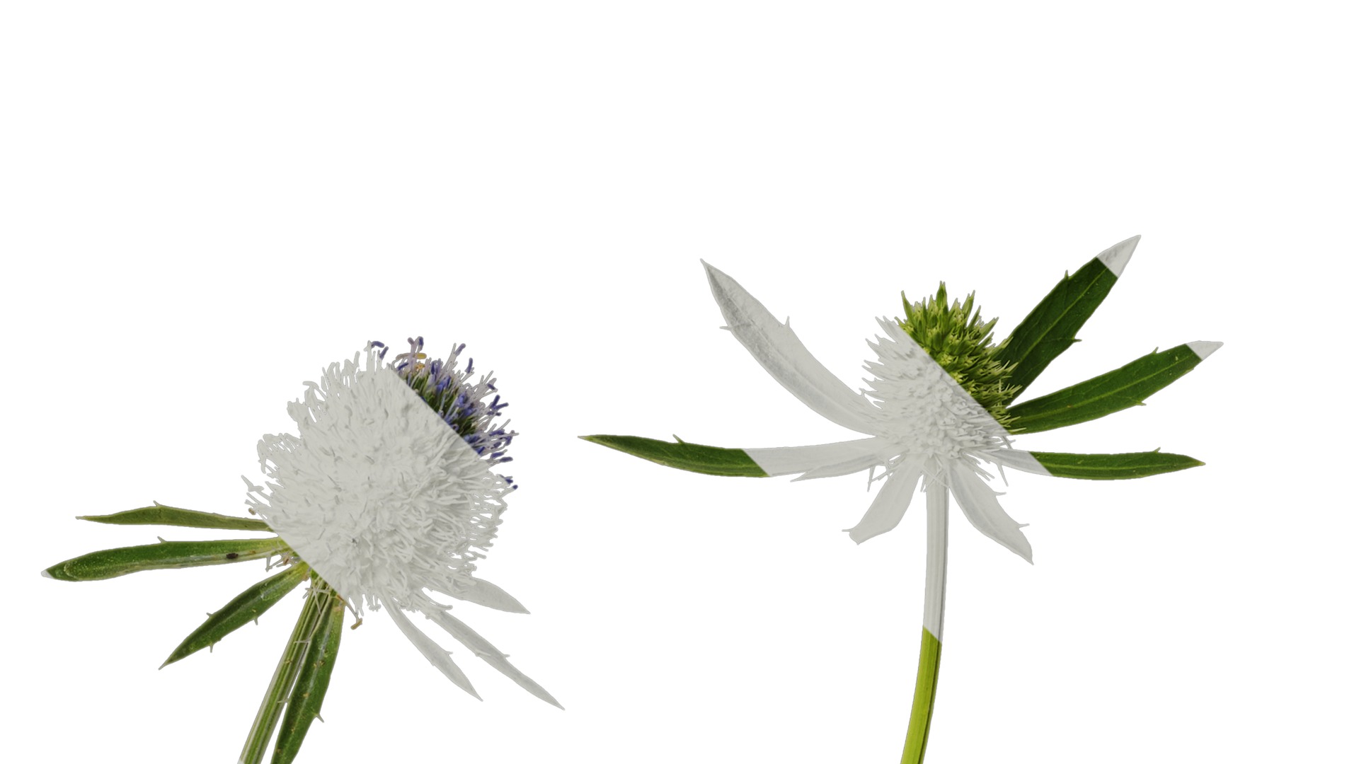 Anydrafts Eryngium foetidum Flower 01 Texture_4