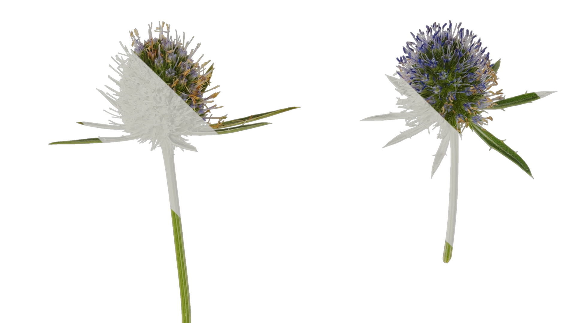 Anydrafts Eryngium foetidum Flower 01 Texture_1