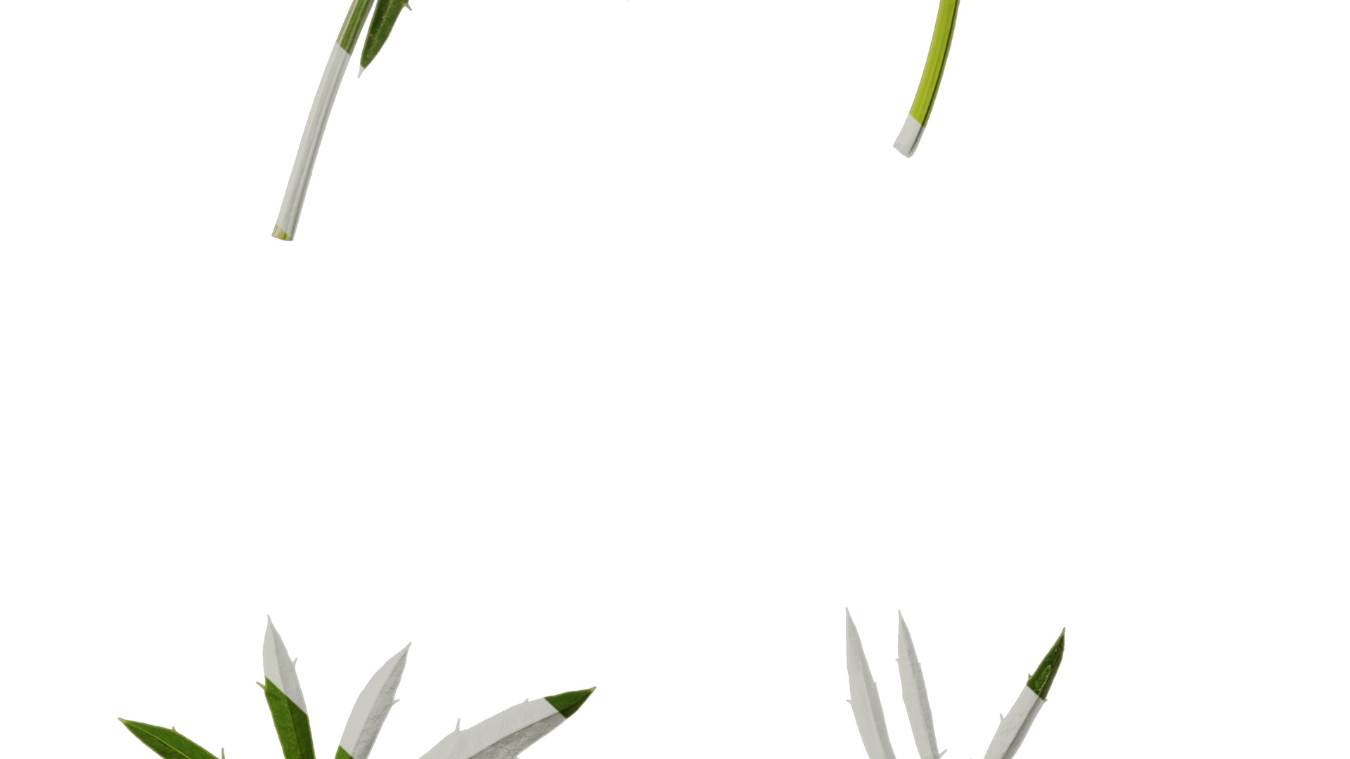 Anydrafts Eryngium foetidum Flower 01 Texture_6