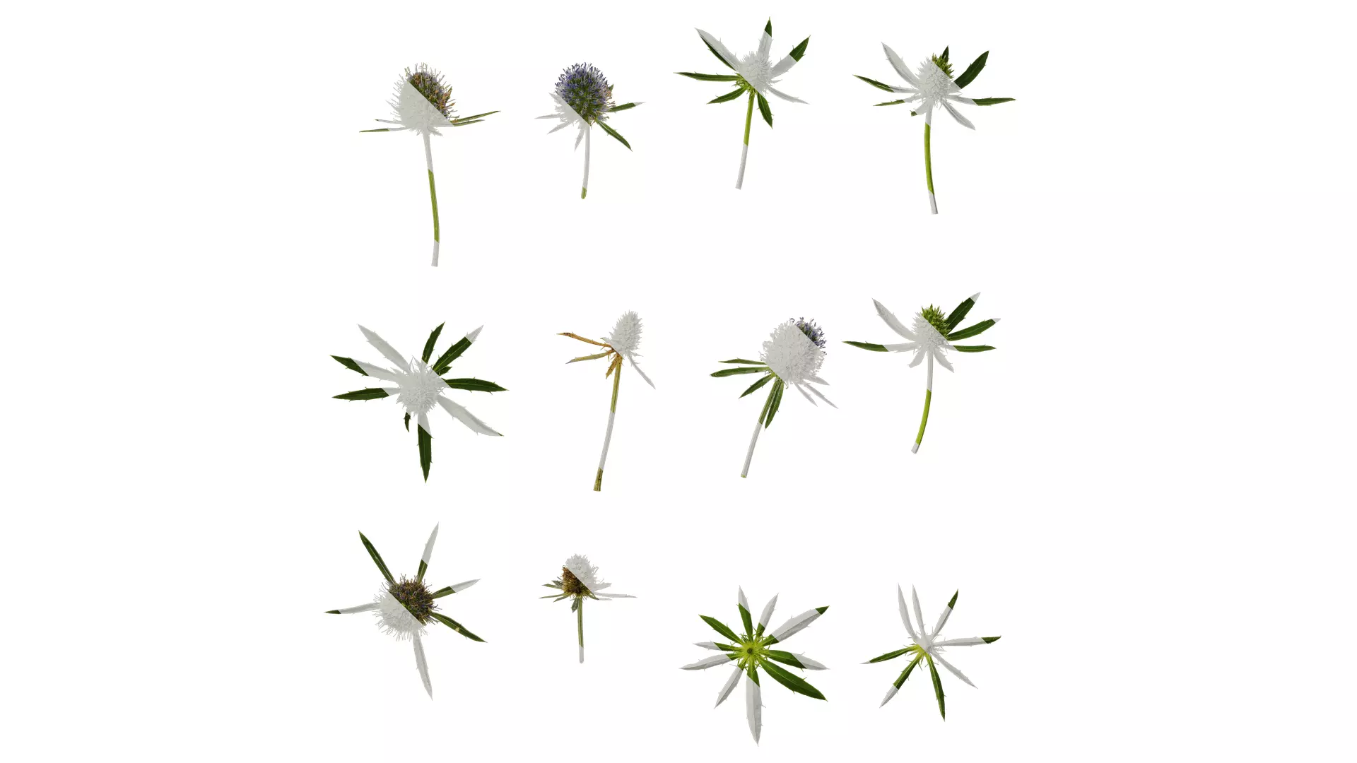 Anydrafts Eryngium foetidum Flower 01 Texture_0