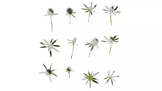 Anydrafts Eryngium foetidum Flower 01
