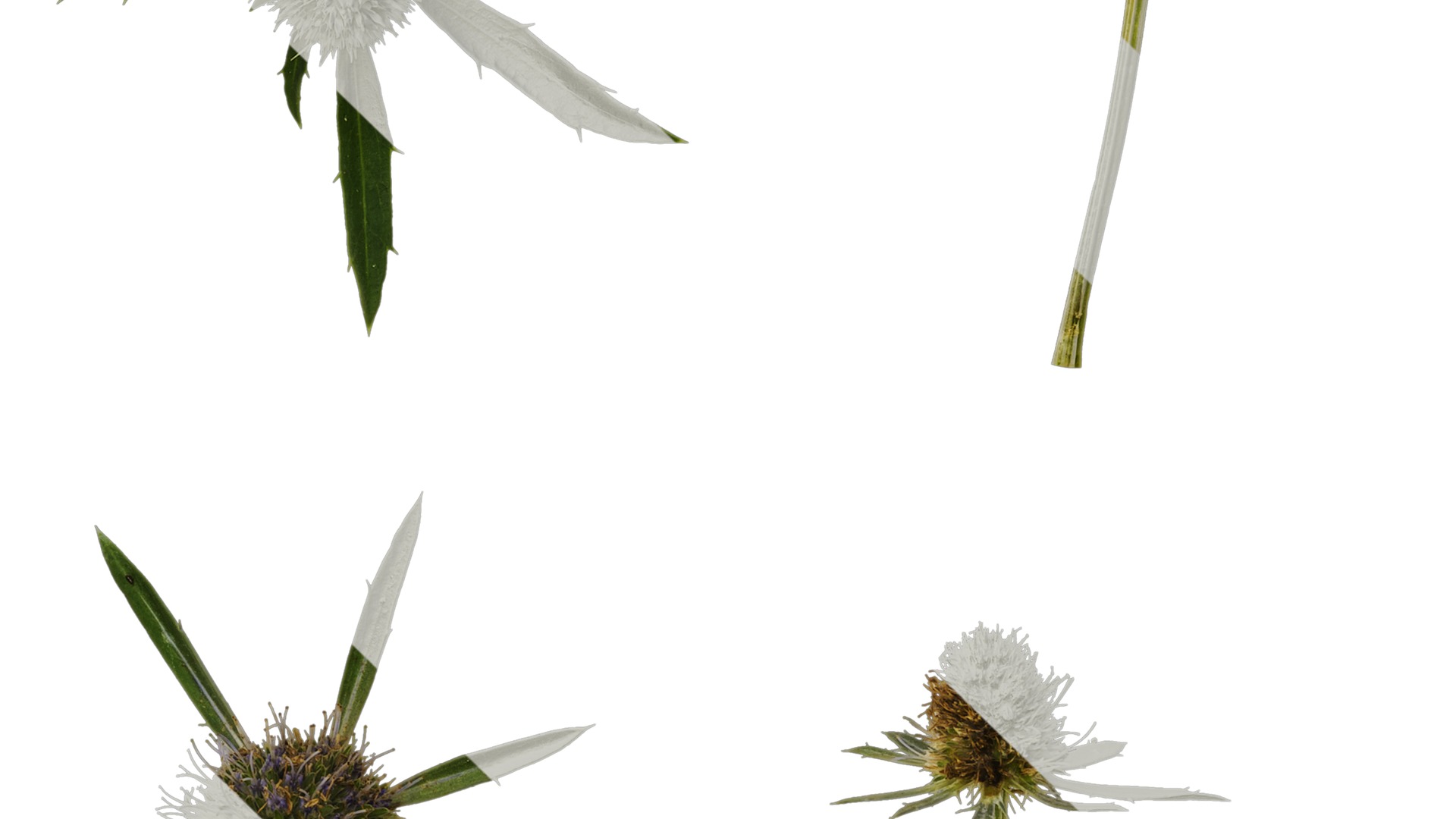 Anydrafts Eryngium foetidum Flower 01 Texture_5