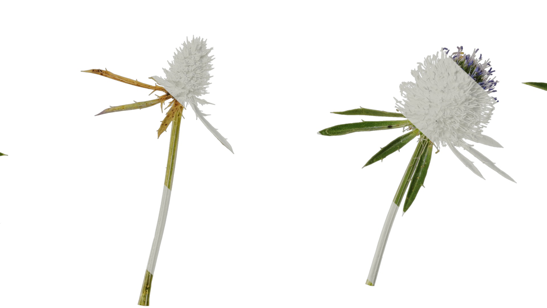 Anydrafts Eryngium foetidum Flower 01 Texture_7