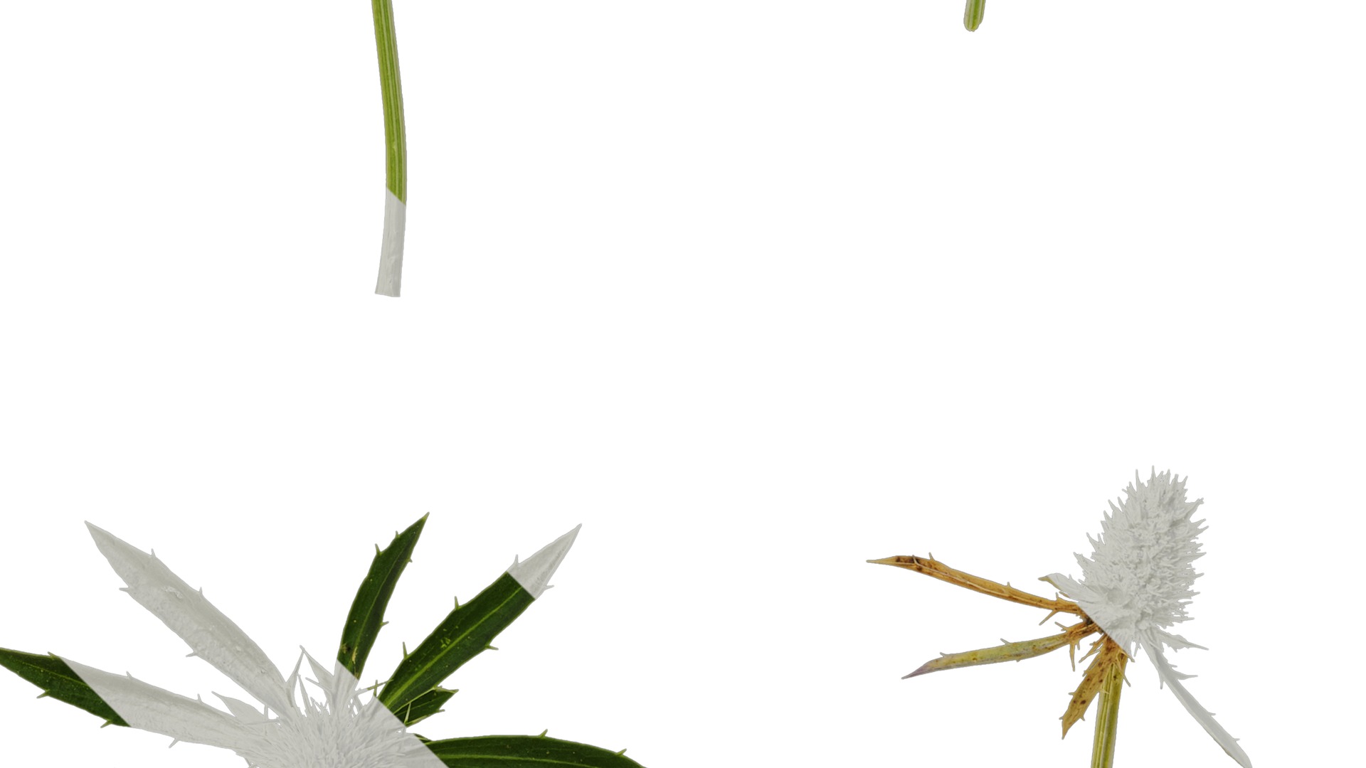 Anydrafts Eryngium foetidum Flower 01 Texture_3