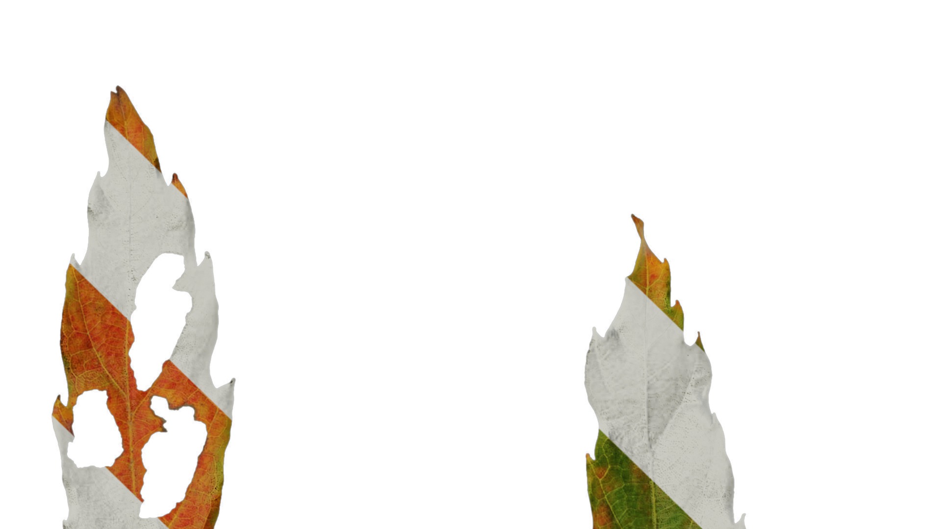 Anydrafts Quercus serrata Leaf 02 F Texture_5