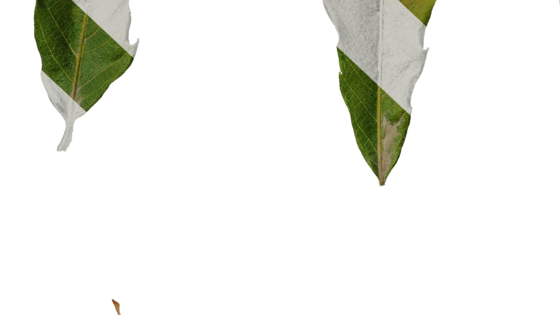 Anydrafts Quercus serrata Leaf 02 F Texture_7