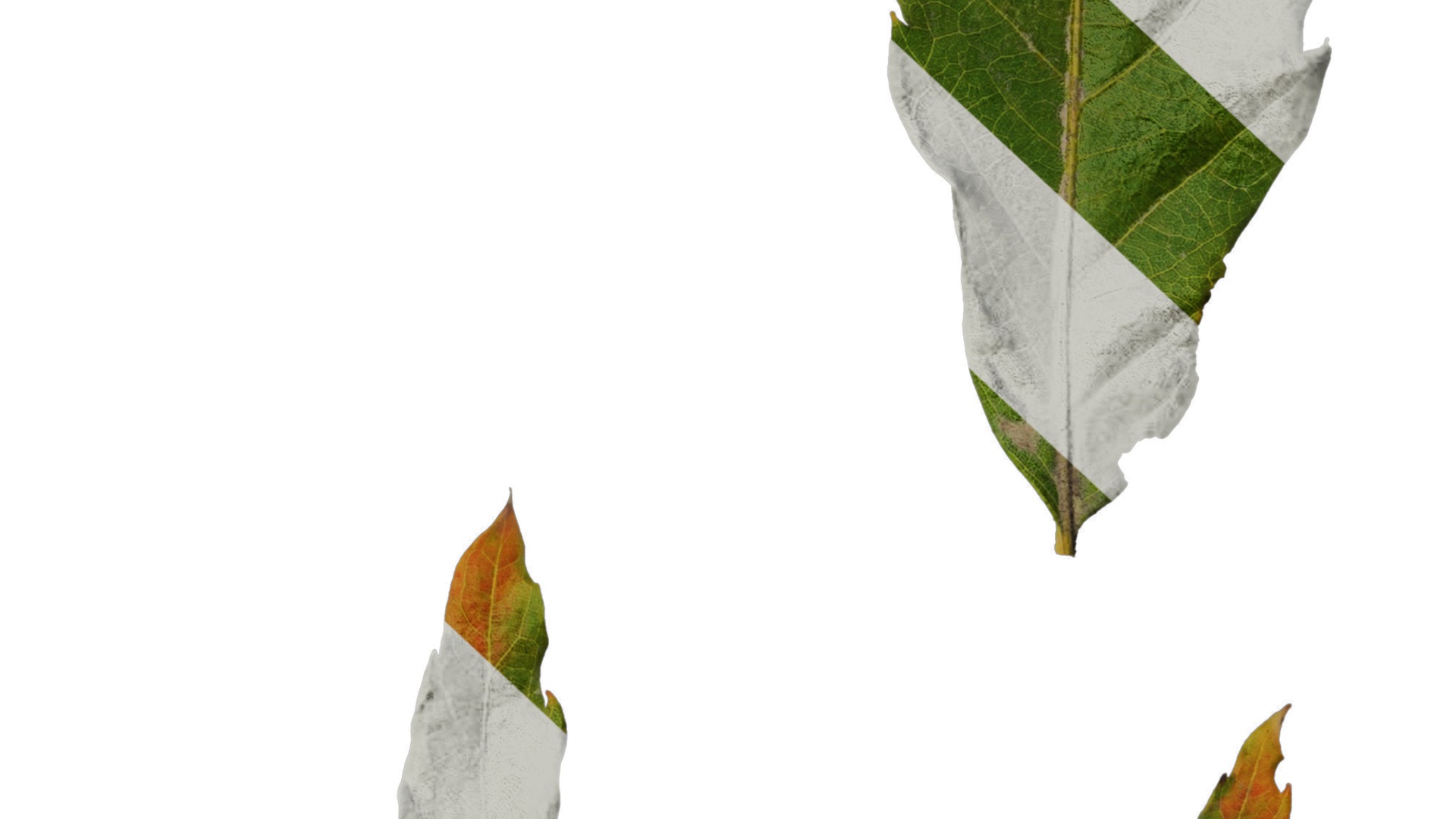 Anydrafts Quercus serrata Leaf 02 F Texture_6