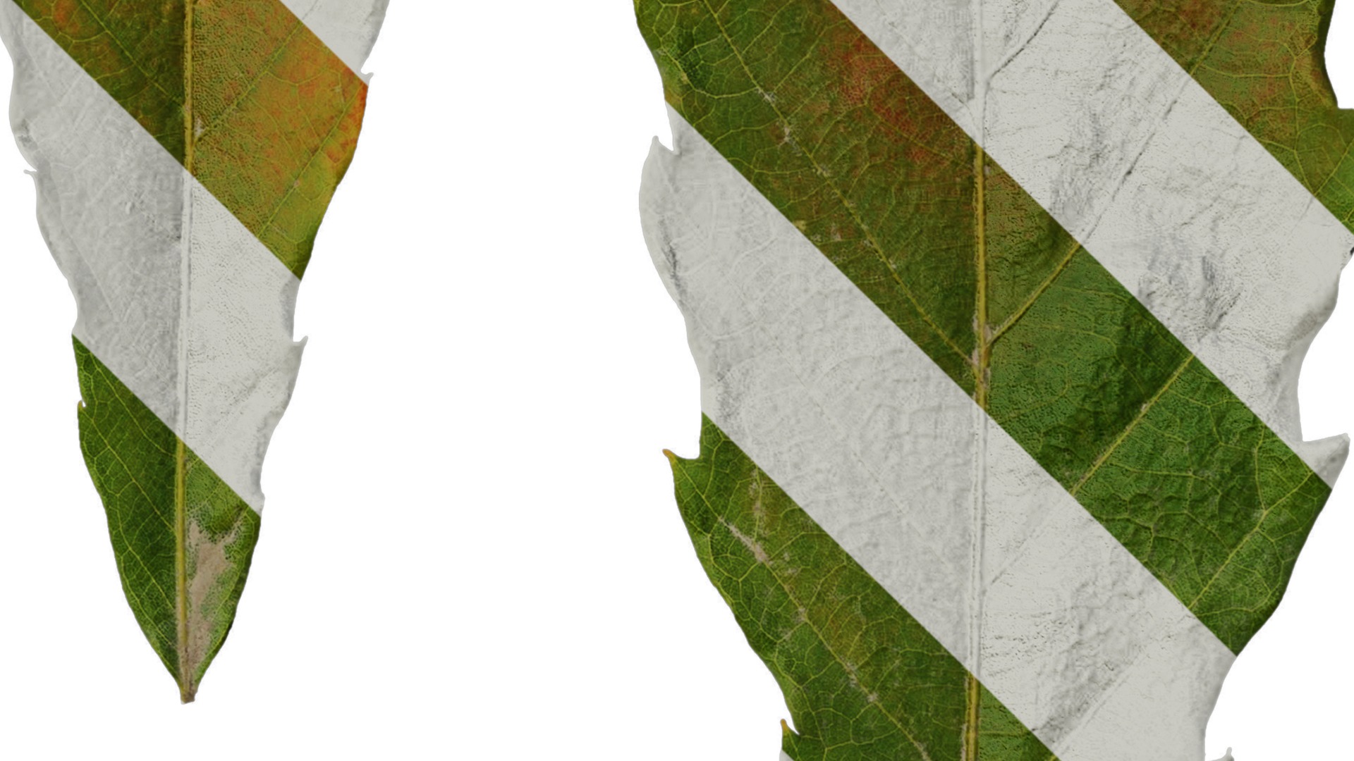 Anydrafts Quercus serrata Leaf 02 F Texture_4