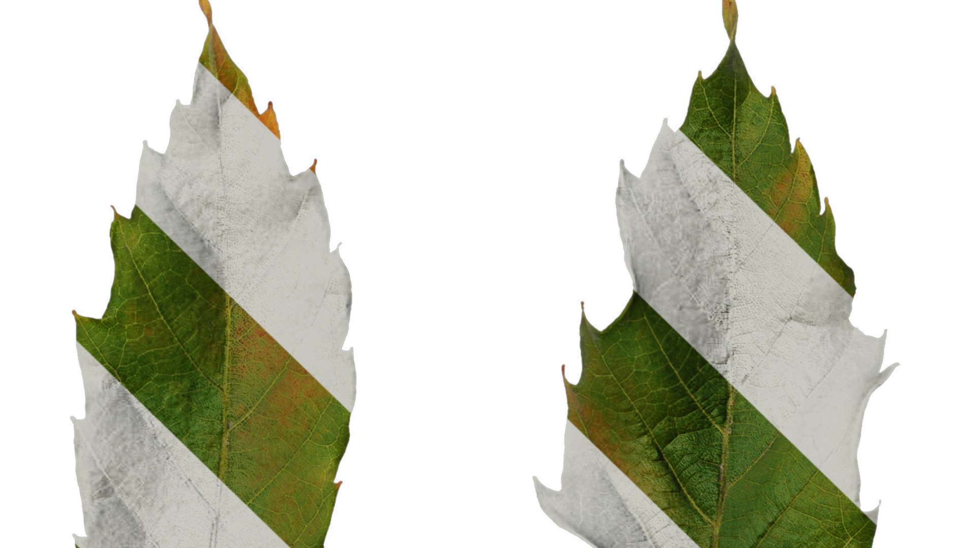 Anydrafts Quercus serrata Leaf 02 F Texture_1