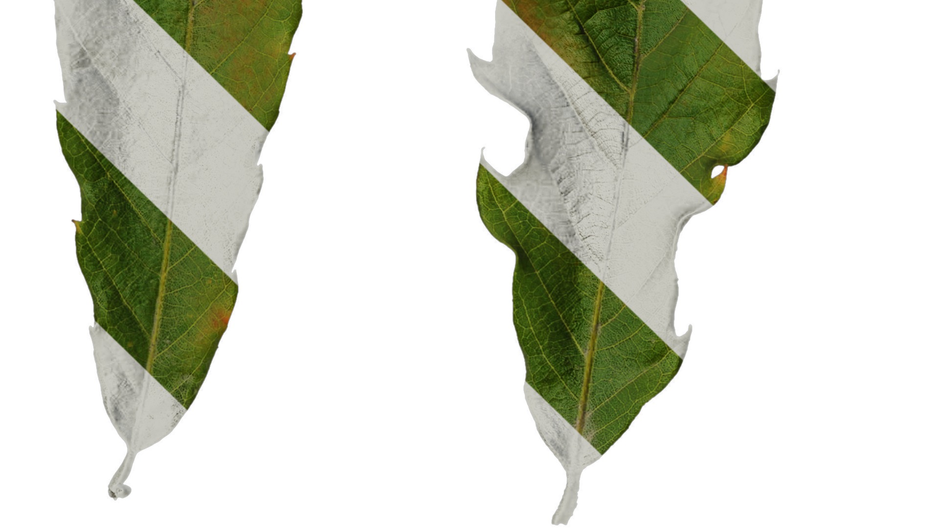 Anydrafts Quercus serrata Leaf 02 F Texture_3